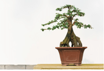 Vasi per bonsai - Hobby Bonsai